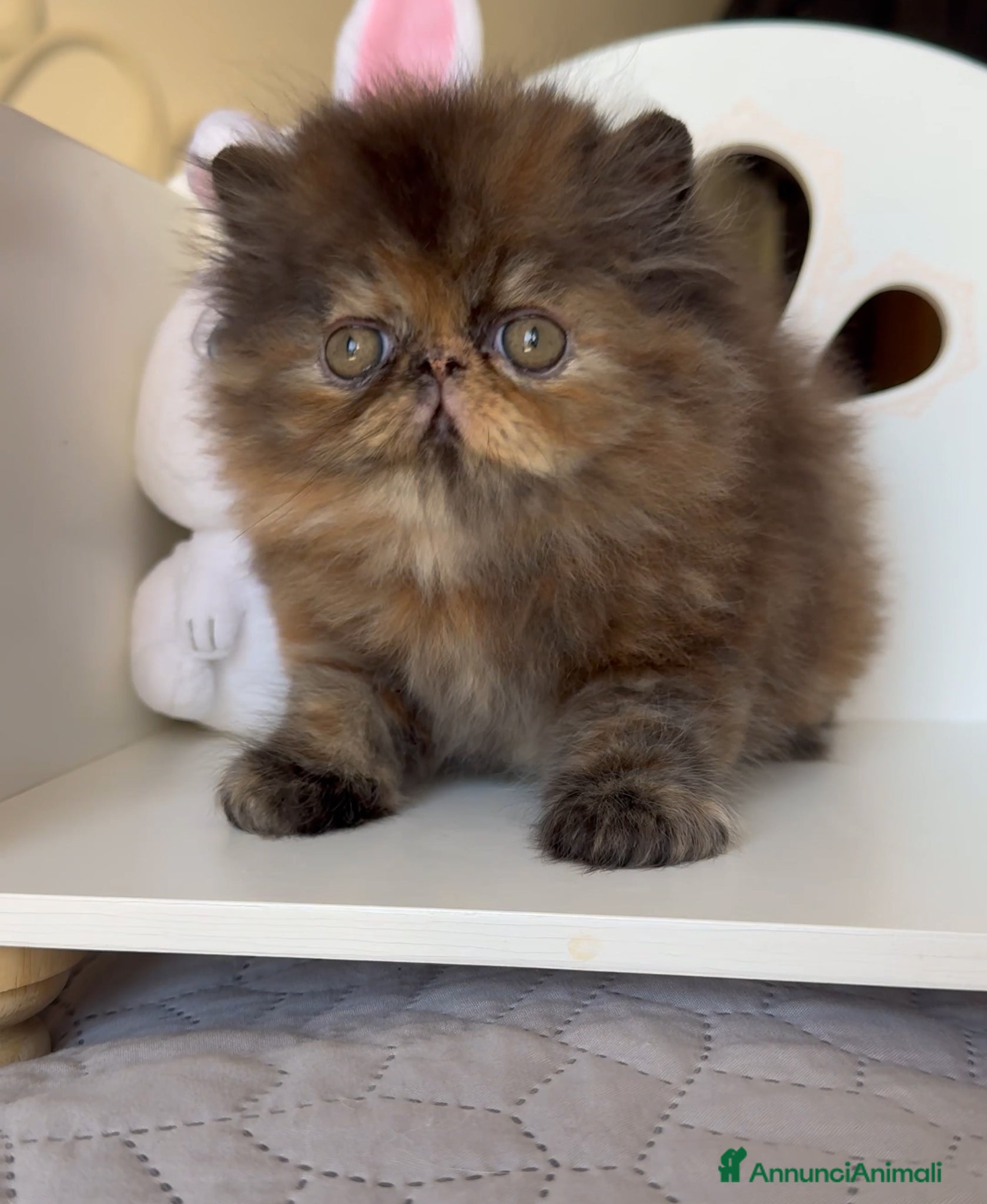 Persiano gatti in vendita: AnnaRita Orchidea - Annuncio 5