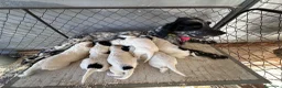 Altre razze gatti in vendita: Cuccioli SETTER INGLESE  - Annuncio 6