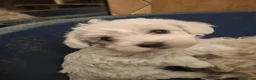 Maltese cani in vendita: Maltesi Toy cuccioli  - Annuncio 3