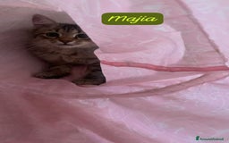 Siberiano gatti in vendita: Vendesi gattini Siberiani  - Immagine 8