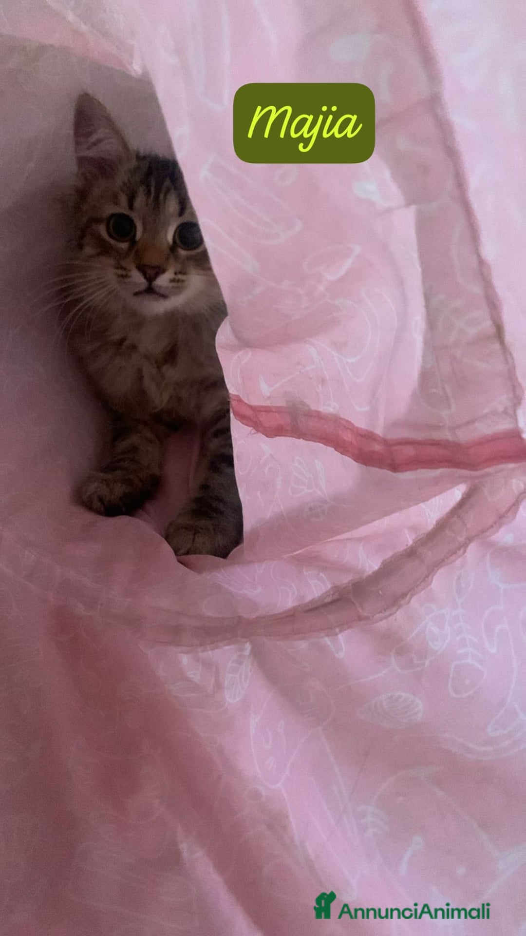 Siberiano gatti in vendita: Vendesi gattini Siberiani  - Annuncio 8