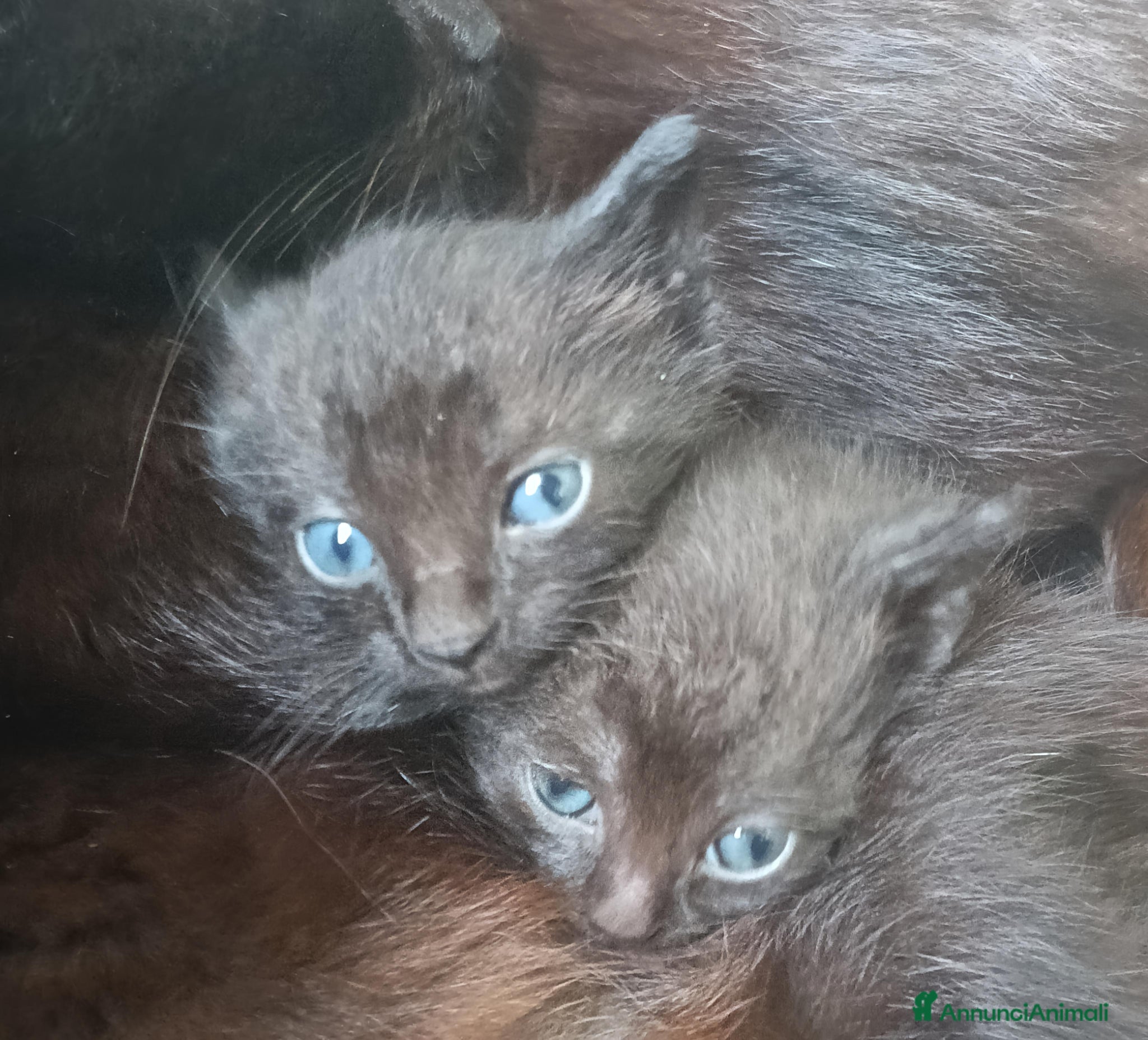 Meticcio gatti In cerca di casa urgente  - Annuncio 2