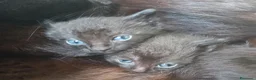 Meticcio gatti in regalo: In cerca di casa urgente  - Annuncio 1