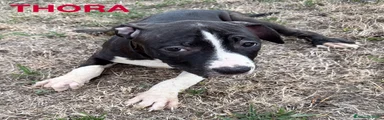 American Staffordshire 6