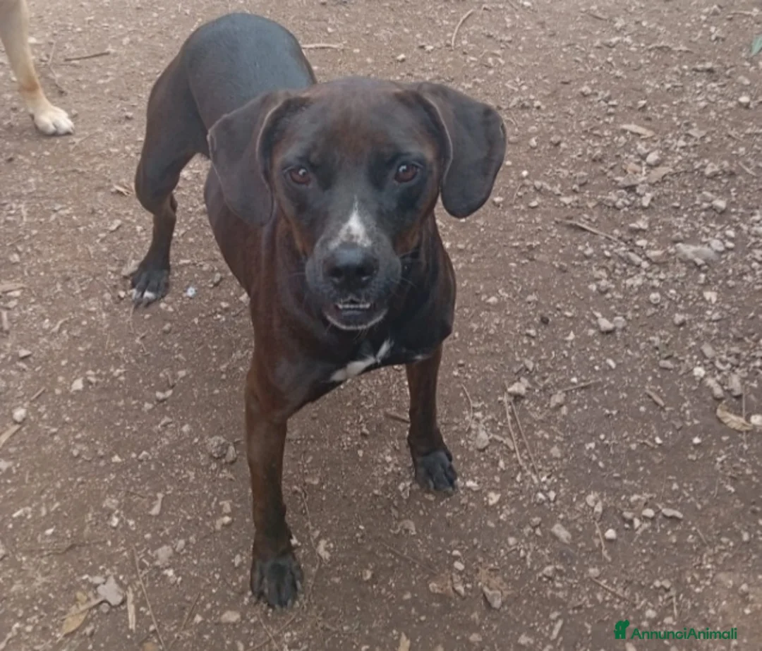 Meticcio cani in regalo: Cuccia mix Labrador marrone 4anni in canile NAPOLI a Città metropolitana di Milano - Annuncio 2