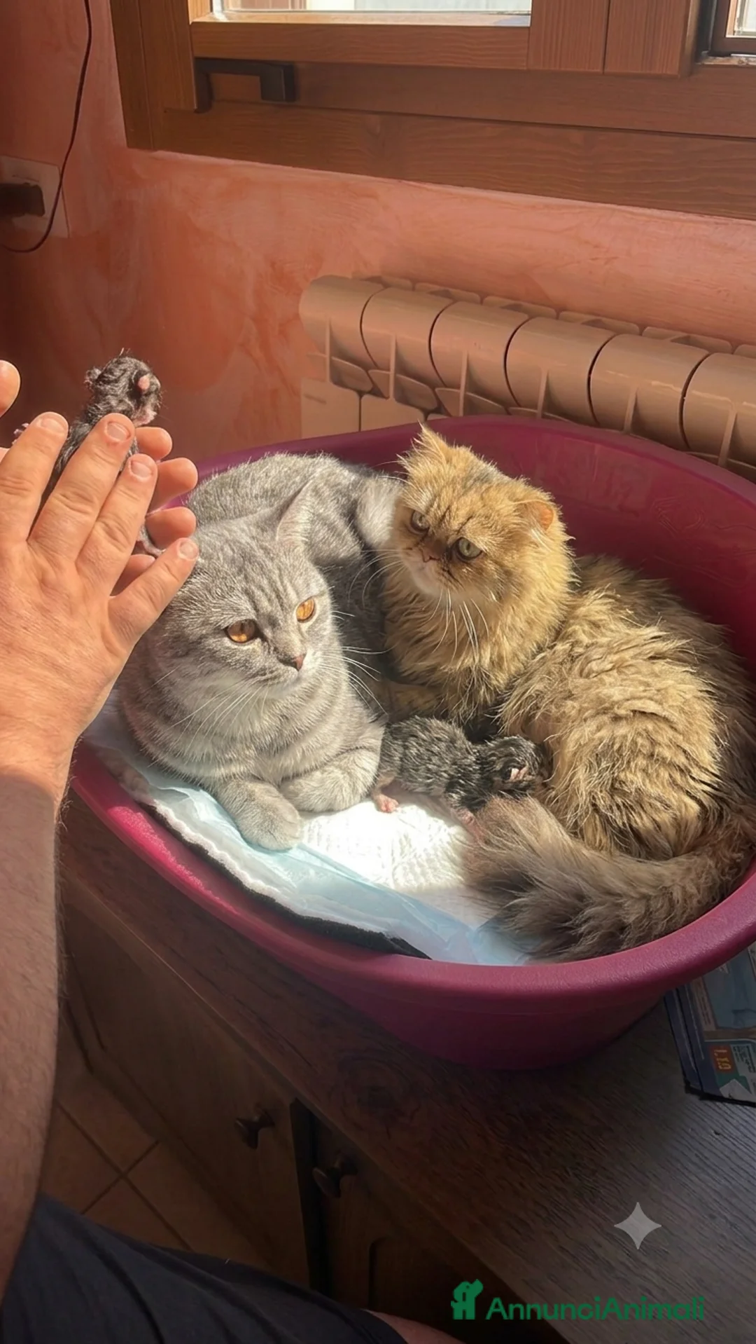 Scottish gatti in vendita: Cuccioli simil scottish no pedigree  - Annuncio 2