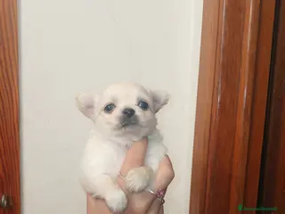 Chihuahua cani Cuccioli di Chihuahua toy - Annuncio 5