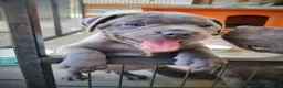 Pitbull cani in regalo: American Pitbull Terrier - Annuncio 4