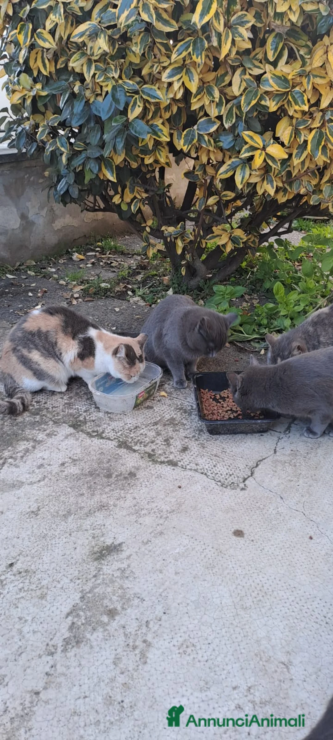 Certosino gatti in regalo: Gattini grigi - Annuncio 1