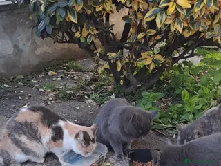 Certosino gatti Gattini grigi - Annuncio 22