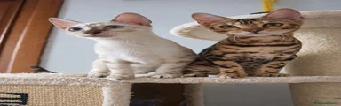 Bengala 1