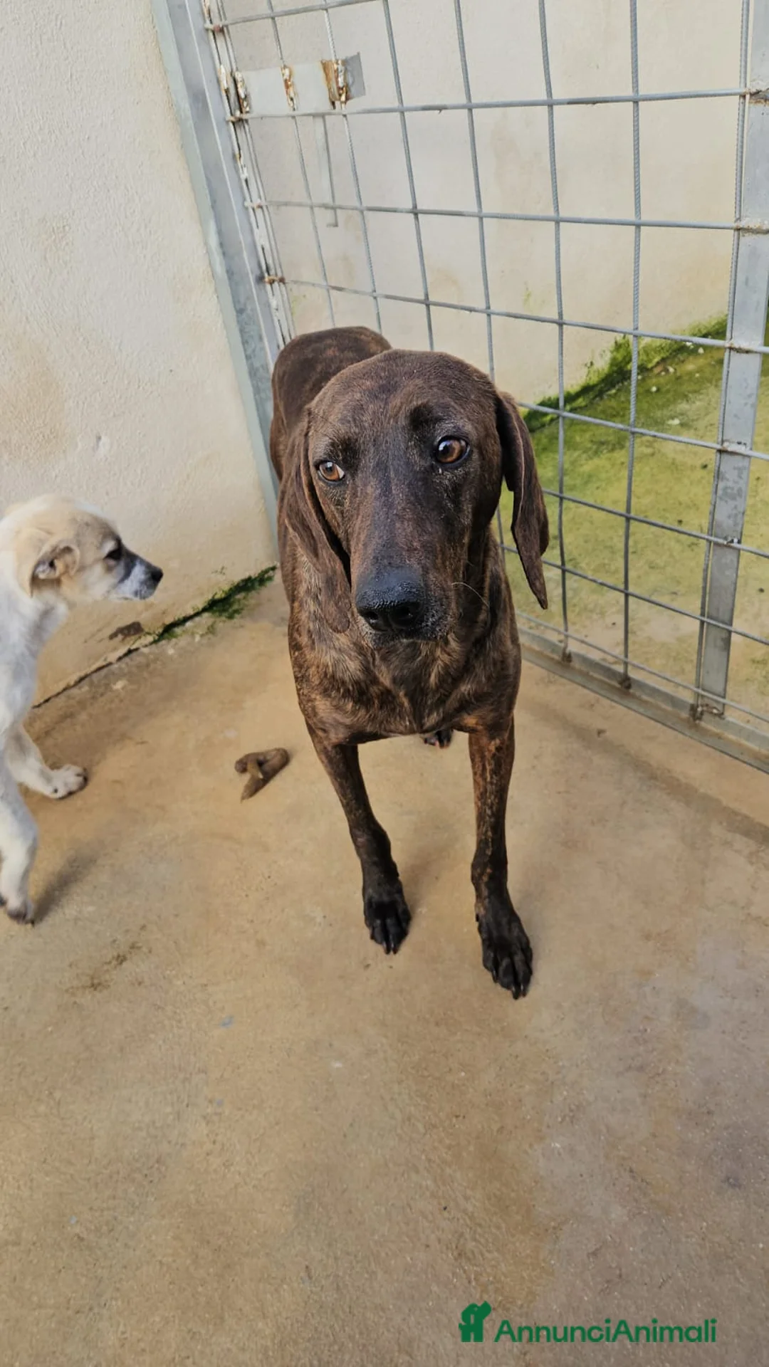 Segugio cani in regalo: Michele: timido segugio dolcissimo con tutti  - Annuncio 3