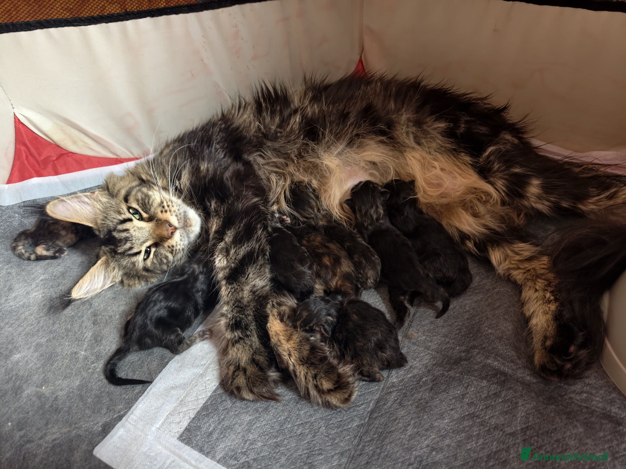Maine Coon gatti in vendita: Cucciole Maine coon  - Annuncio 1