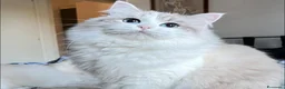 Siberiano gatti in vendita: Gattini siberiani con pedigree - Annuncio 5