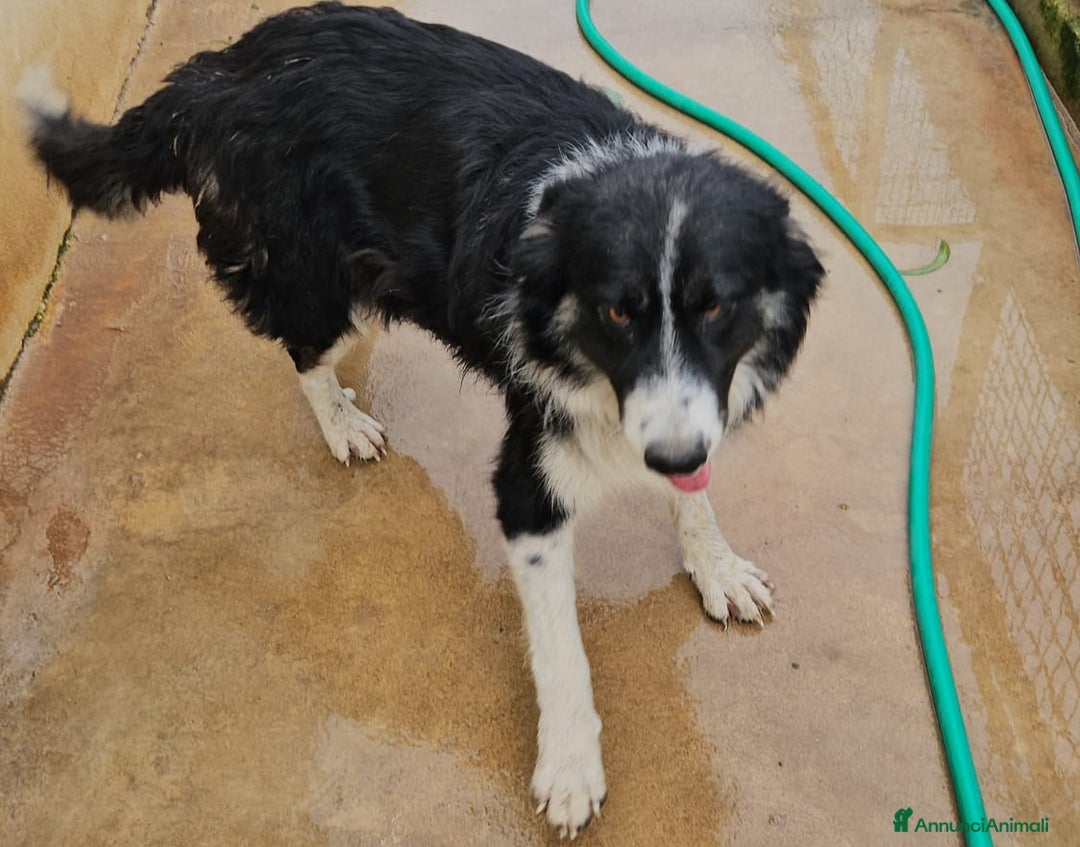 Meticcio cani in regalo: ROSALIA: GIOVANE MAMMINA EQUILIBRATA DOLCISSIMA  - Annuncio 4