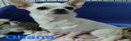 Chihuahua cani in vendita: Maschietti chihuahua pedigree  - Annuncio 1