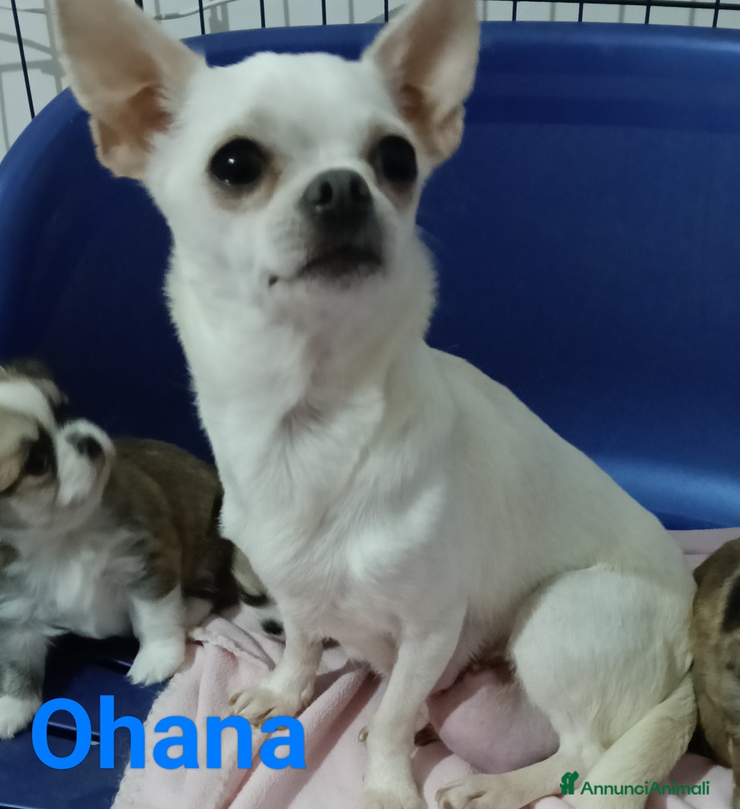 Chihuahua cani in vendita: Maschietti chihuahua pedigree  - Annuncio 1