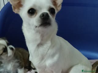 Chihuahua cani Maschietti chihuahua pedigree - Annuncio 25