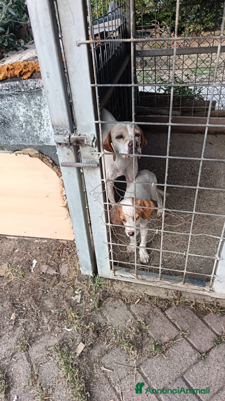 Meticcio cani Cucciolo da tartufi di 2 mesi ,Già avviato - Annuncio 36