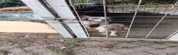 Meticcio cani in vendita: Cucciolo da tartufi di 2 mesi ,Già avviato a Provincia di Fermo - Annuncio 1