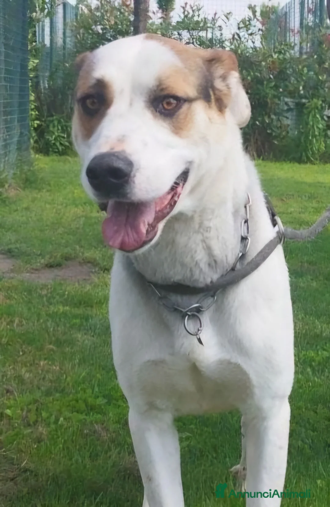 Meticcio cani in regalo: Ciccio cerca casa 🏡  - Annuncio 8
