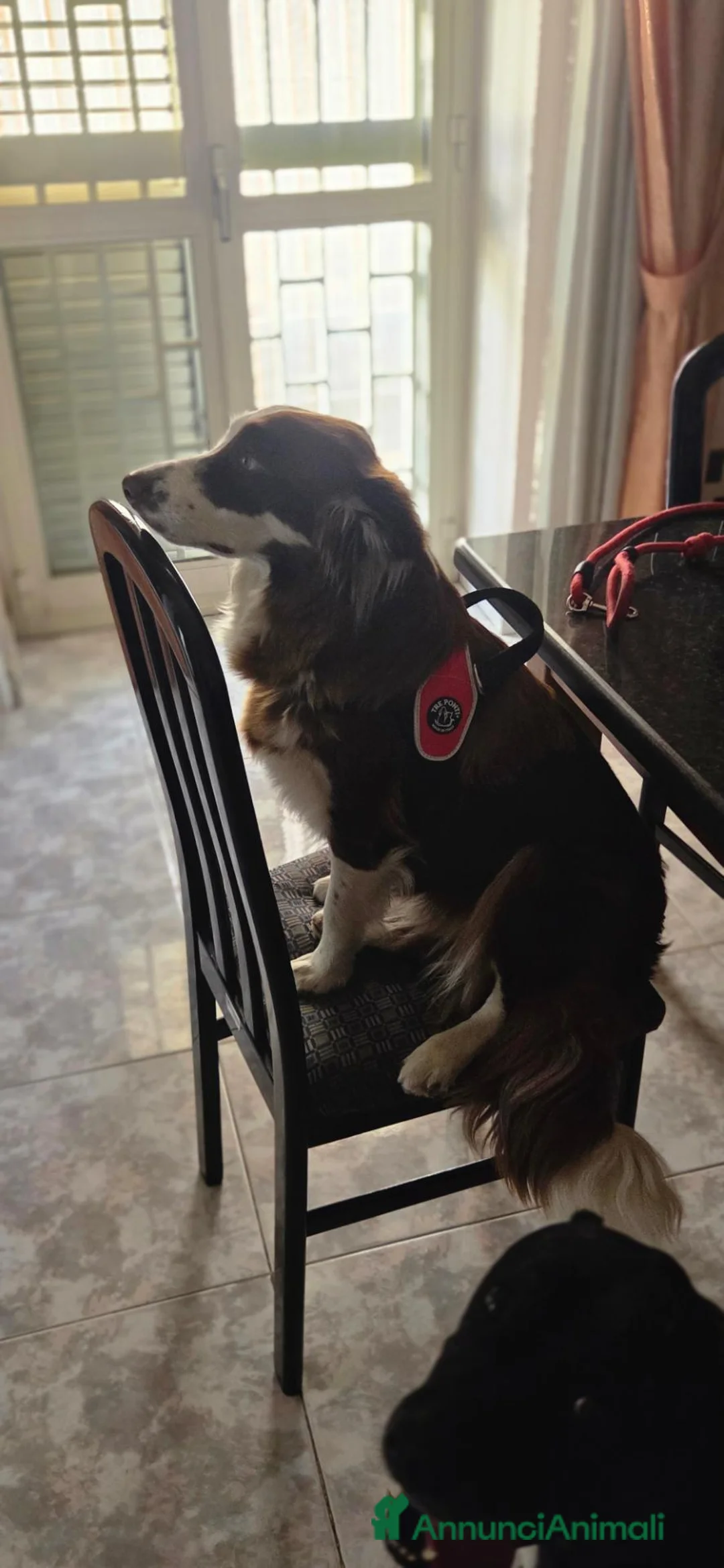 Border Collie cani per accoppiamento: Cerco border collie maschio per monta a Provincia di Piacenza - Annuncio 3
