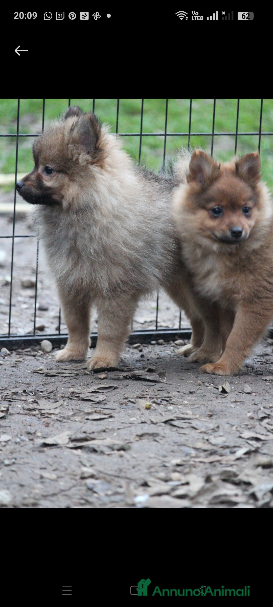 Spitz cani in vendita: Spitz tedesco piccolo  - Annuncio 5