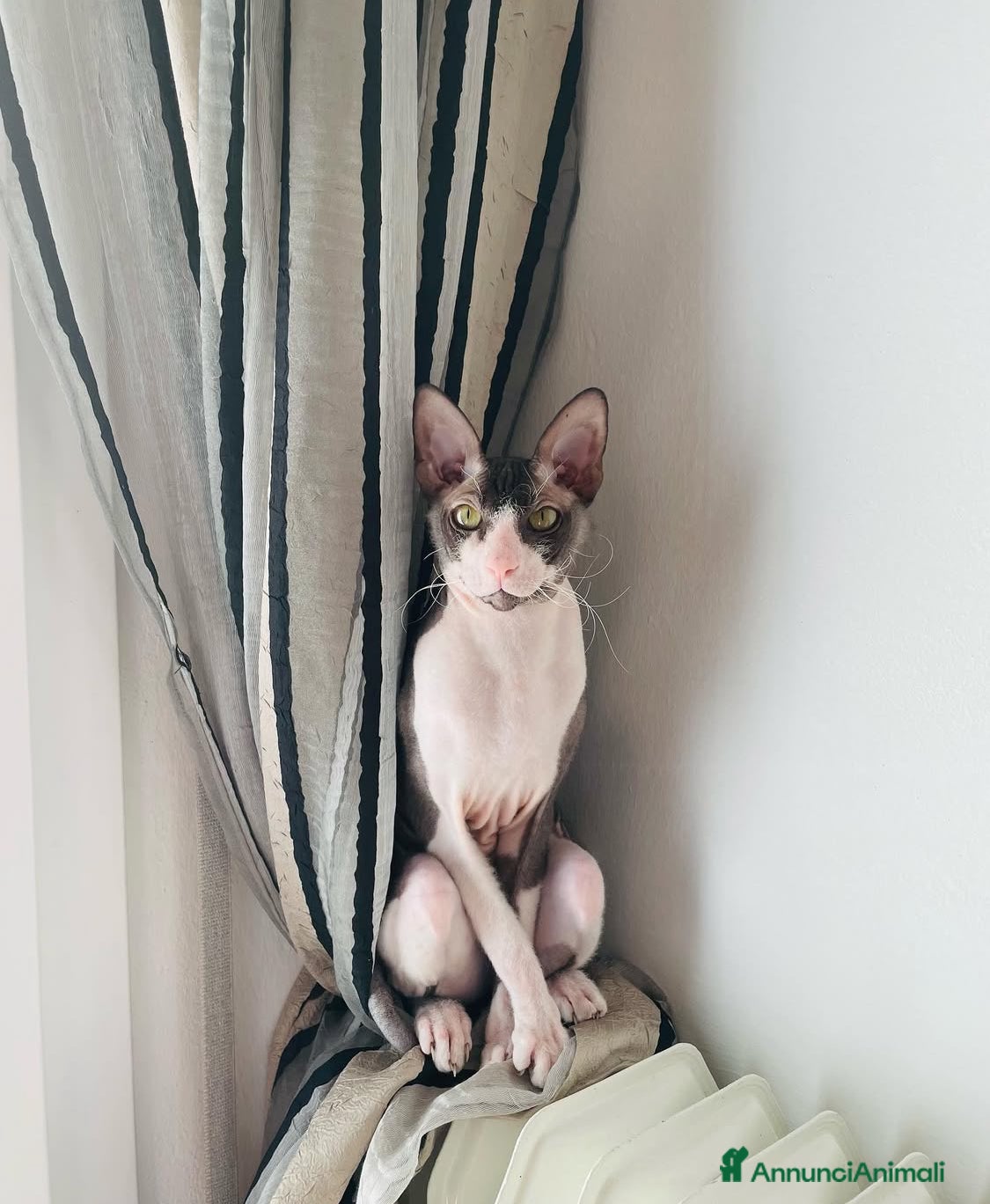 Sphynx gatti Regalo gatto Sphynx - Annuncio 1