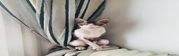 Sphynx gatti in regalo: Regalo gatto Sphynx - Annuncio 1