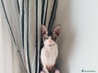 Sphynx gatti Regalo gatto Sphynx - Annuncio 1