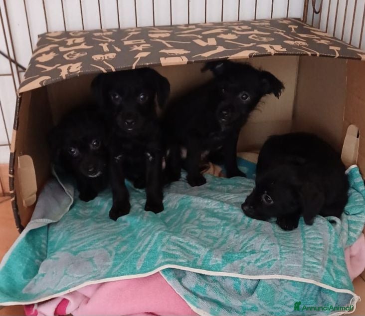 Meticcio cani Mini cucciolata 2 maschi e 2 femm. - Annuncio 38