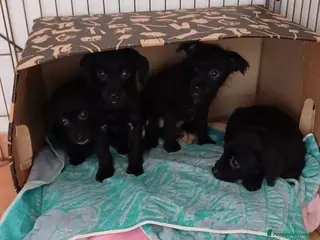 Meticcio cani Mini cucciolata 2 maschi e 2 femm. - Annuncio 38
