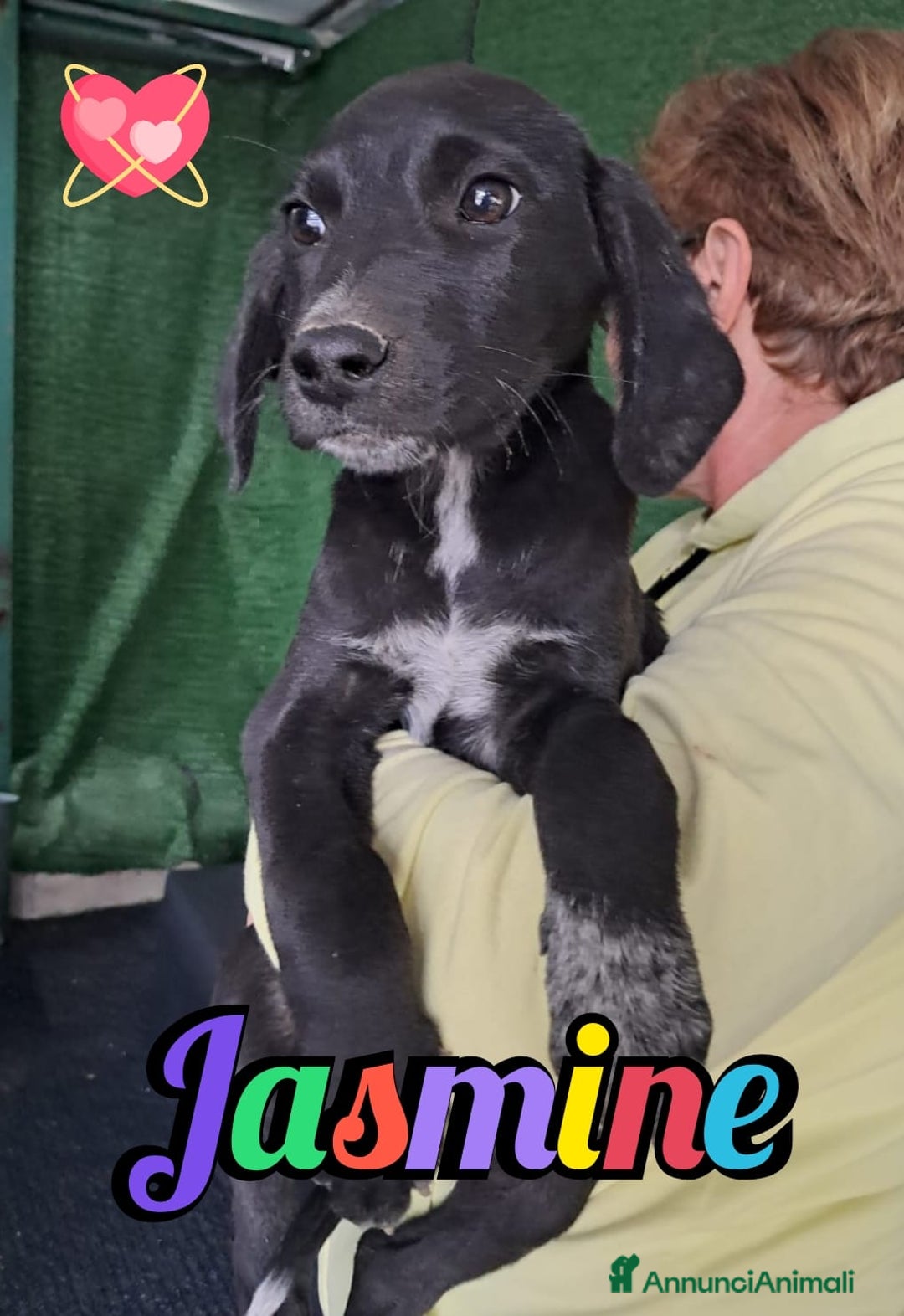 Meticcio cani in regalo: JASMINE  - Annuncio 1