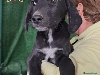 Meticcio cani JASMINE - Annuncio 31