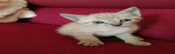 Thai gatti in vendita: Simil magic Thai  a Provincia di Como - Annuncio 8