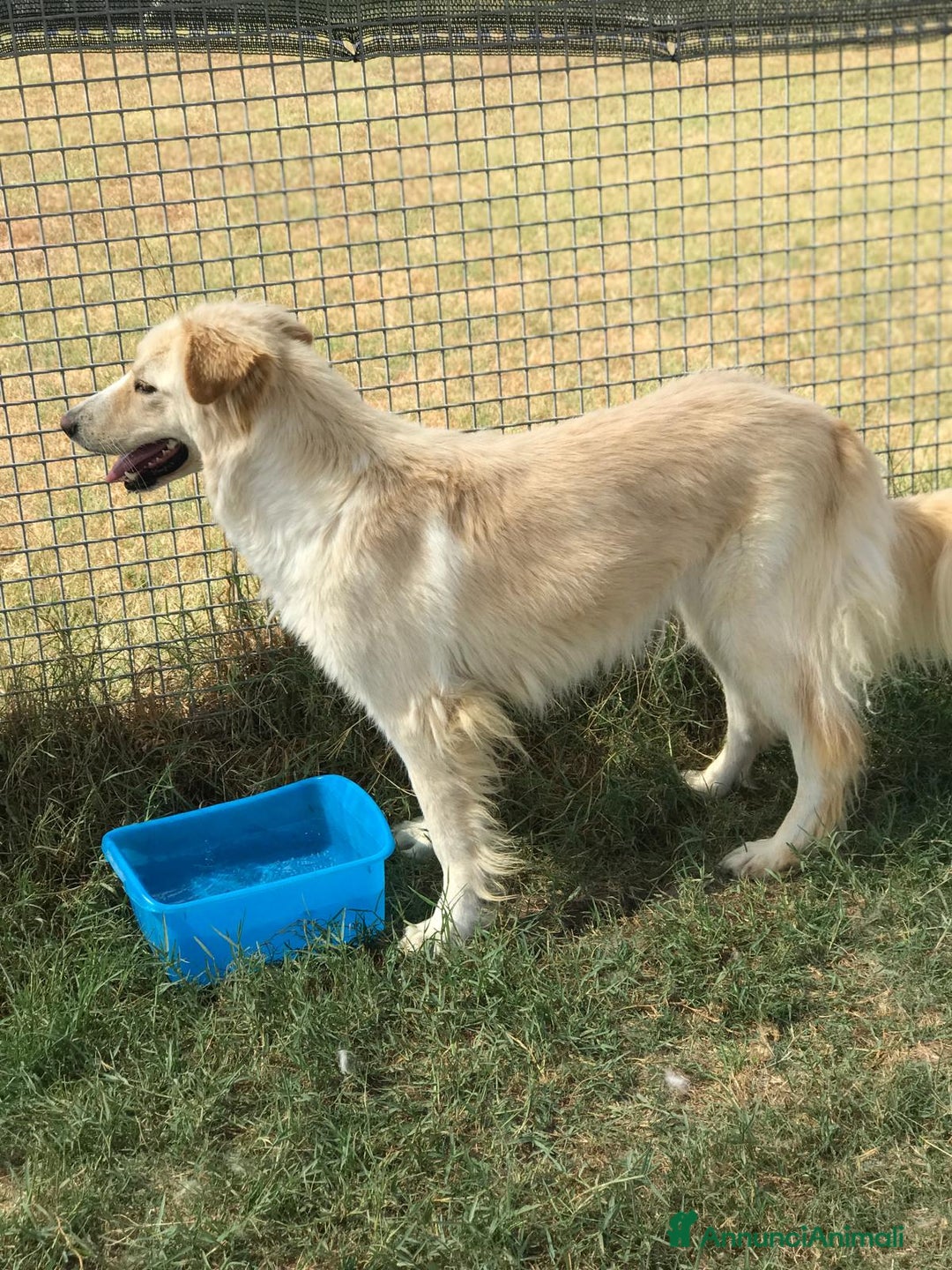 Meticcio cani in regalo: Connie, derivata golden - in adozione a Provincia di Latina - Immagine 7