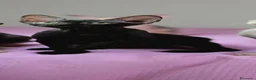 Sphynx gatti in vendita: Femmina don sphynx  - Annuncio 3