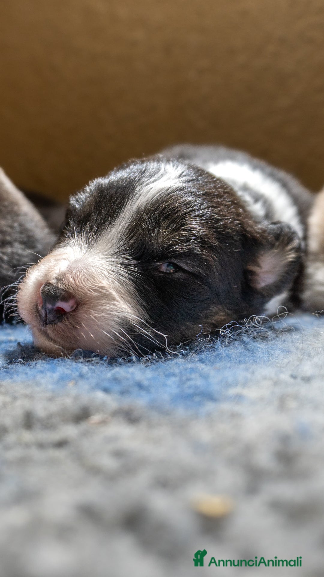 Australian Shepherd cani in vendita: Australian Shepherd  - Annuncio 30