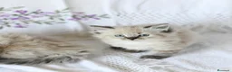 Siberiano gatti in vendita: Cuccioli Neva Masquerade Siberiano pedigree Anfi - Annuncio 8