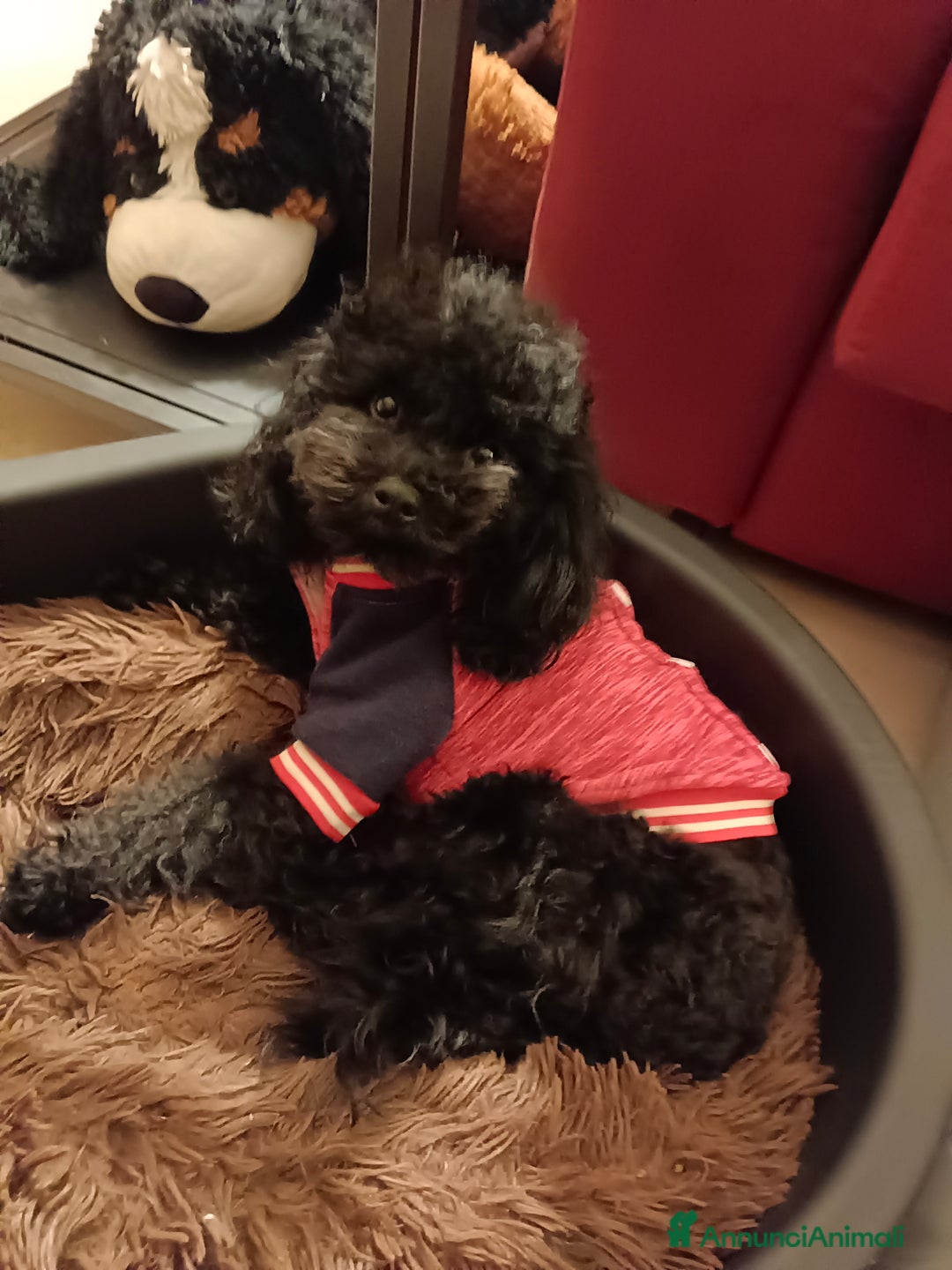 Barboncino Toy cani per accoppiamento: BARBONCINO TOY disponibile per accoppiamento  a Città Metropolitana di Firenze - Annuncio 4