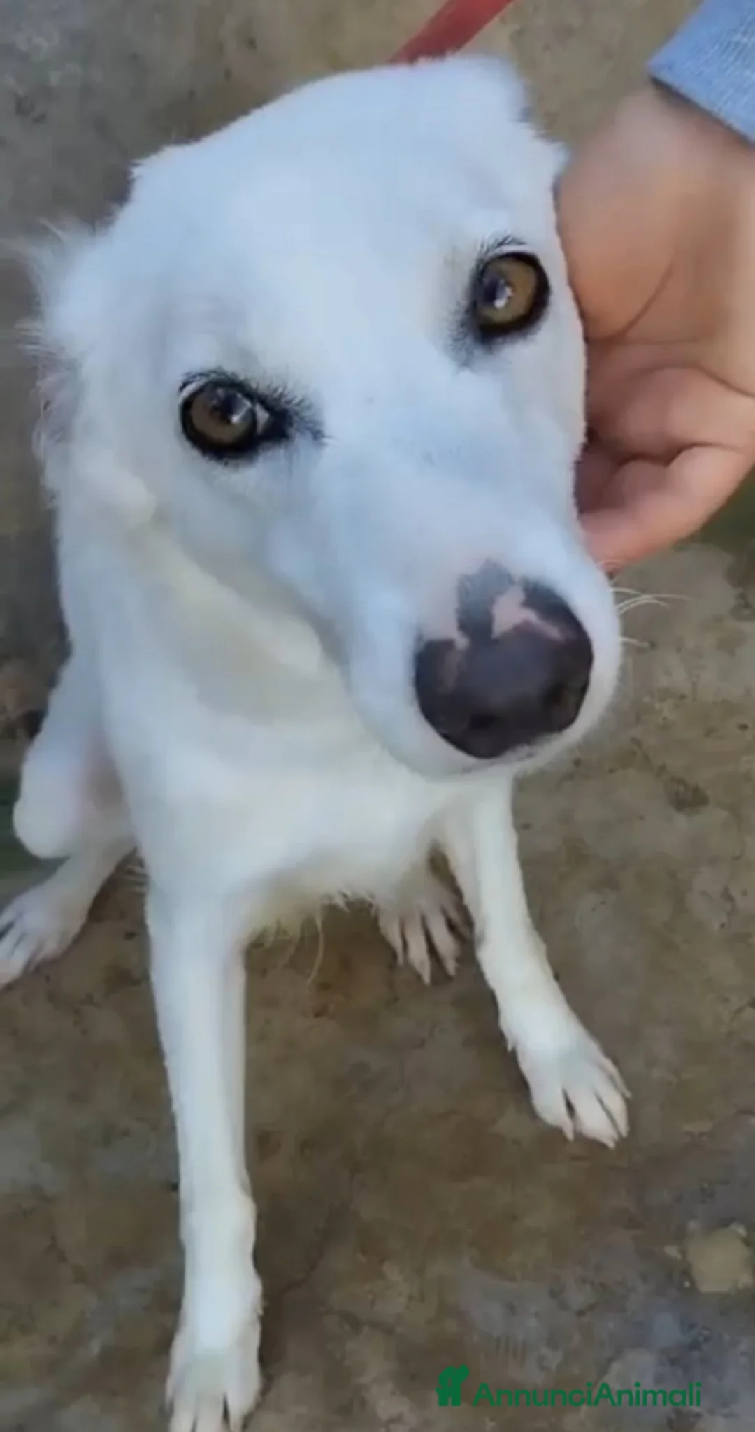 Meticcio cani in regalo: Femmina giovane e timida finita in canile! SICILIA a Città metropolitana di Milano - Annuncio 2