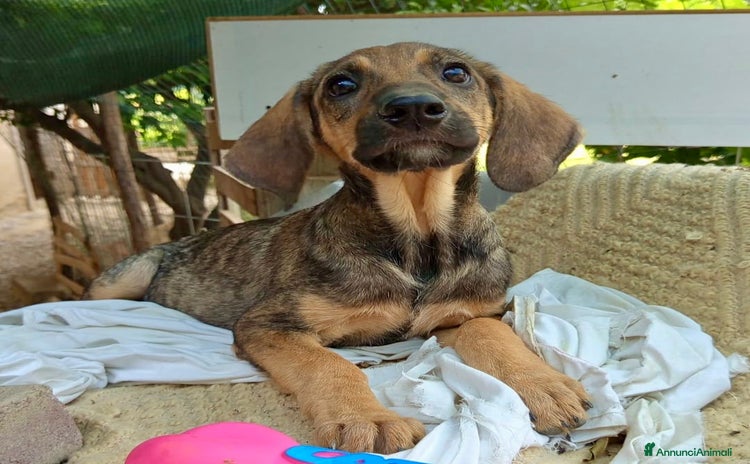 Segugio Maremmano cani a Provincia di Verona - Annuncio 1