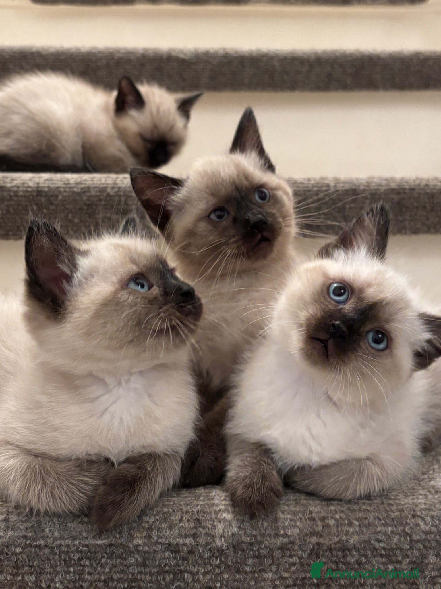 Siamese gatti Siamese seal point - Annuncio 1