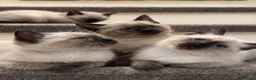 Siamese gatti in vendita: Siamese seal point - Annuncio 1