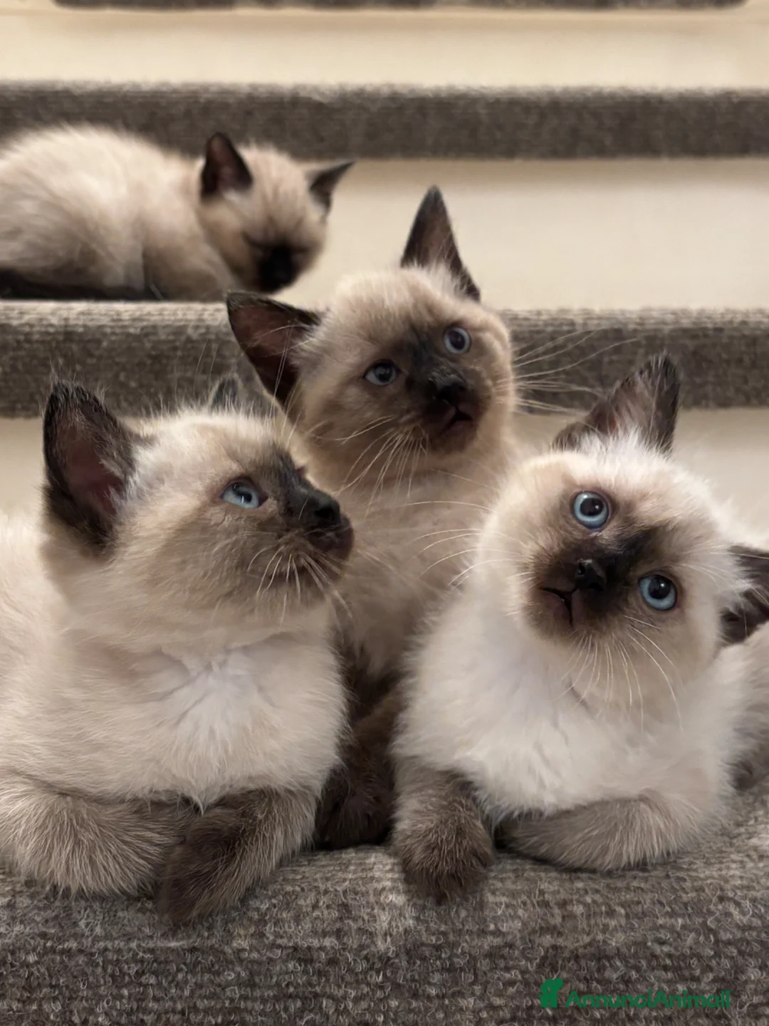 Siamese gatti in vendita: Siamese seal point - Annuncio 1