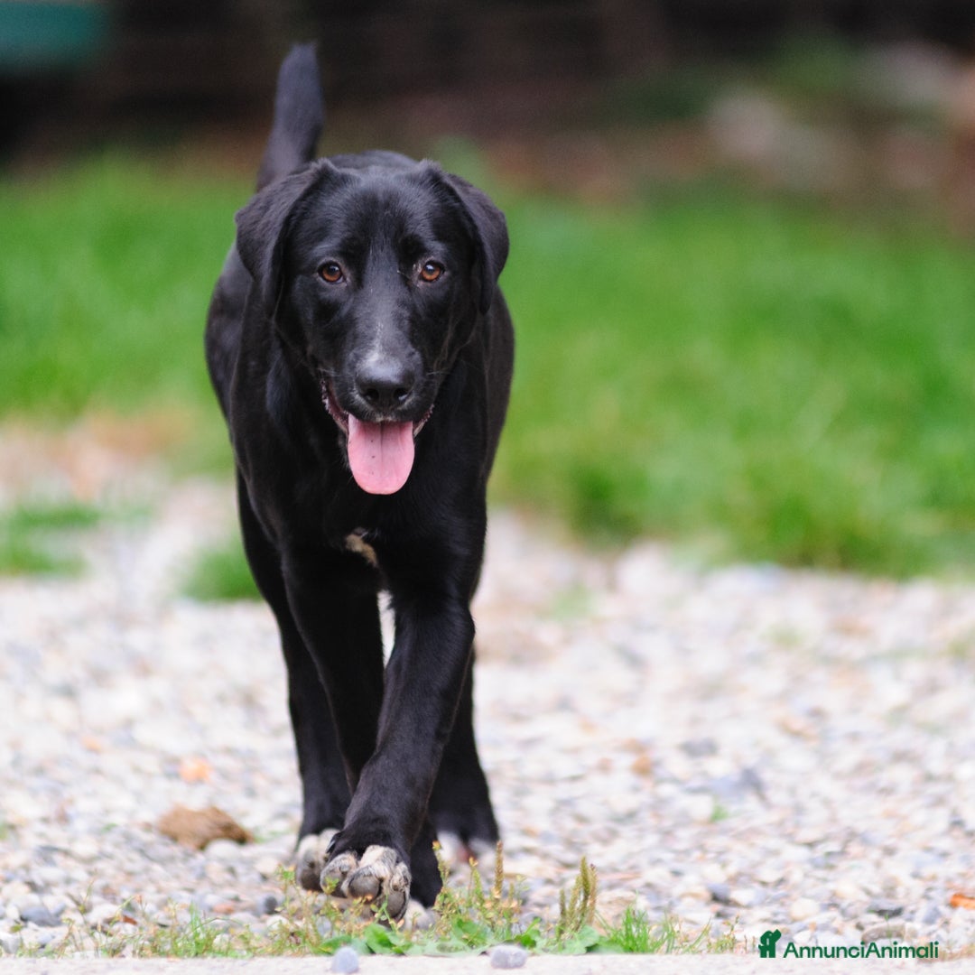 Altre razze cani in regalo: DORIS - Annuncio 3