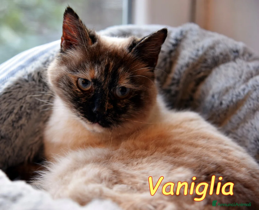 Siamese gatti in regalo: VANIGLIA BELLISSIMA SIMILSIAMESE - Annuncio 5