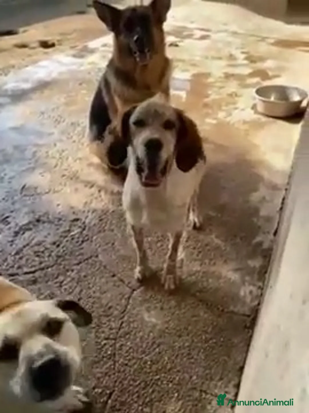 Pastore Tedesco cani in regalo: DOMIZIANA simpatica pastorella - Annuncio 3