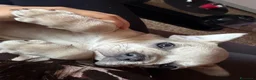 Bulldog Francese cani in vendita: Bulldog Francese Blue Fawn - Annuncio 6