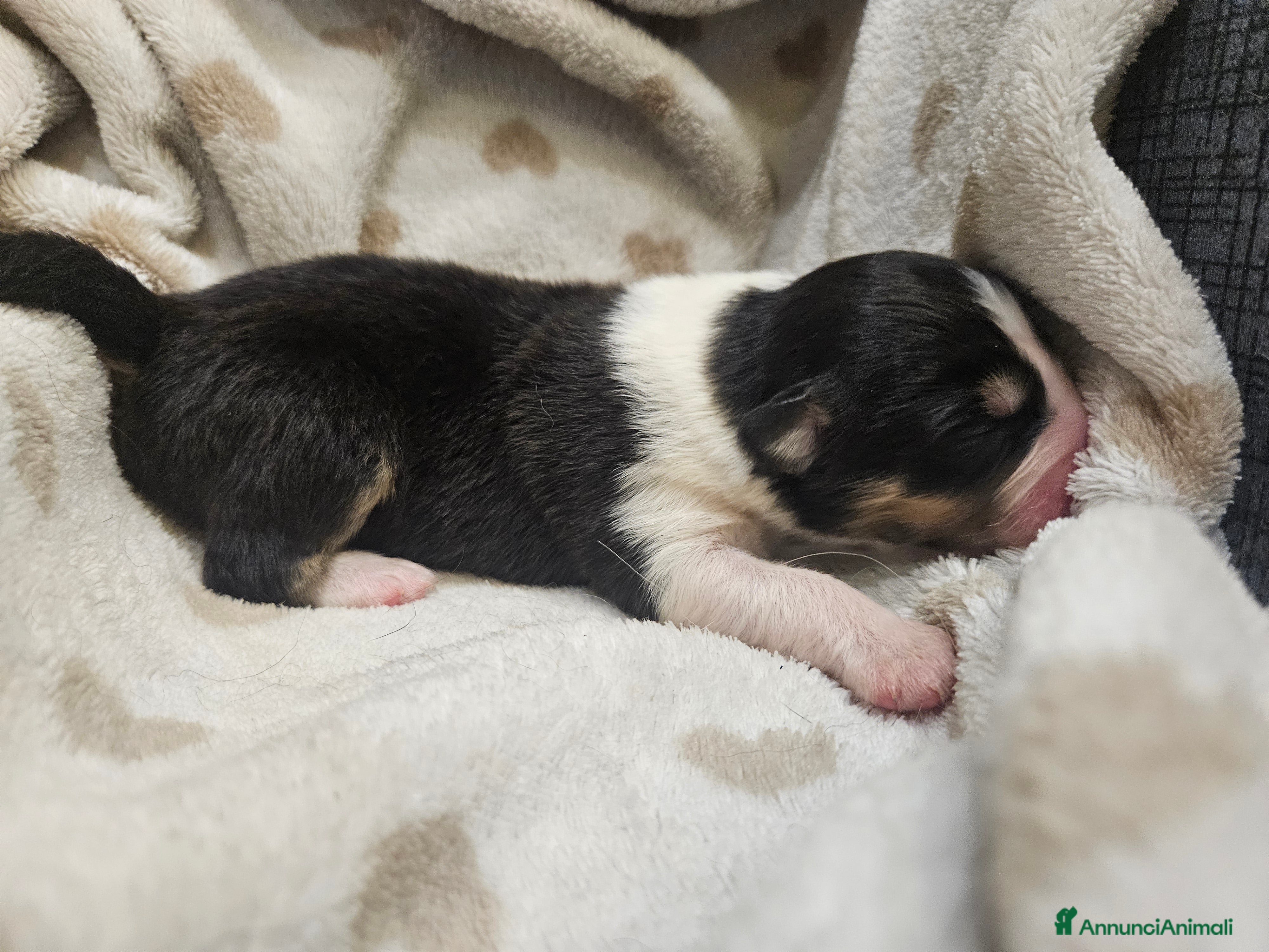 Australian Shepherd cani Cuccioli Australian Shepherd - Annuncio 8